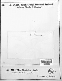 Meliola mitchellae image